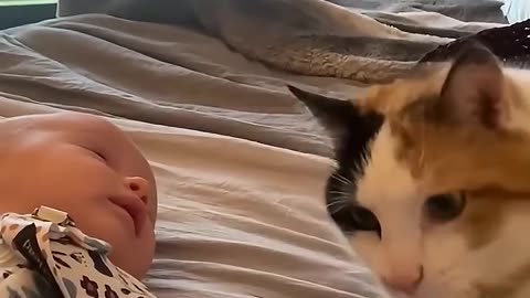 Animals Meeting Babys