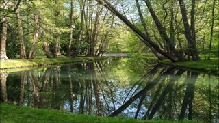 Loving Ourselves and Each Other Japanese Cherry Blossom Tree July 2024