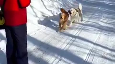 Dogs experiencing the first snow fall