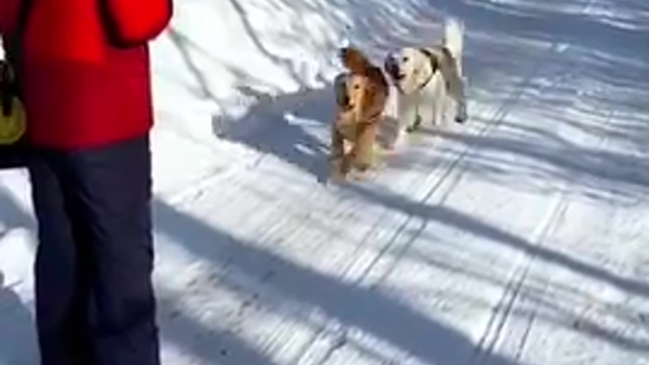 Dogs experiencing the first snow fall