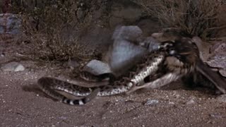 The Living Desert (1953) - Full Movie