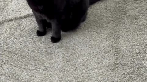 Cute Precious Piper Uses Her Tail on a Guard Gate - My Adopted Shelter Cat Vlog #shorts 