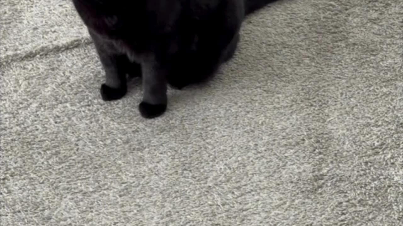 Cute Precious Piper Uses Her Tail on a Guard Gate - My Adopted Shelter Cat Vlog #shorts