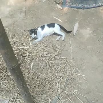 big cat is big funny sound