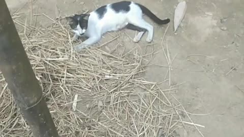 big cat is big funny sound