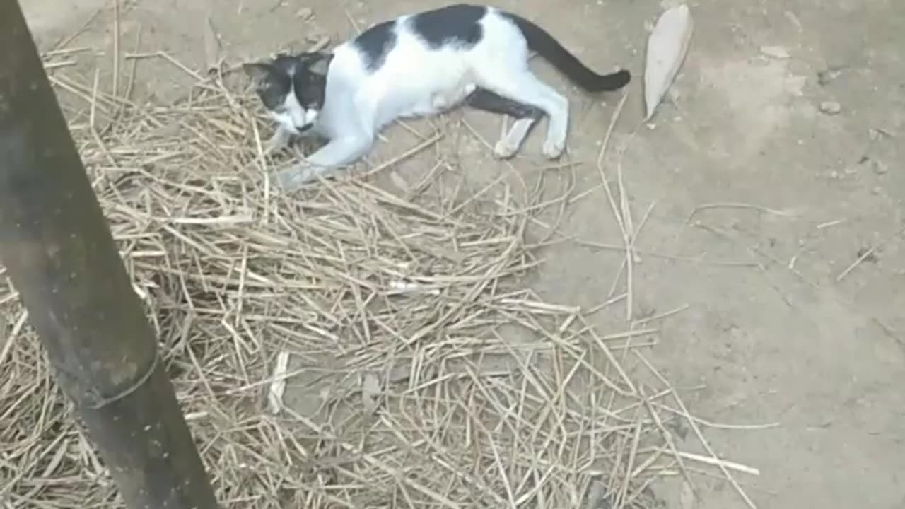 big cat is big funny sound