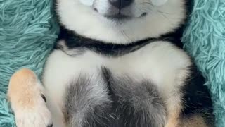 🙌🐶 We All Need a Doggy SPA! | FunFM