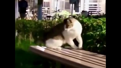 Cats pranking each other 🐱