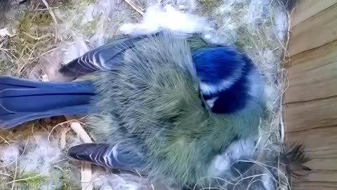 Sixty Three Days Nest Box Live