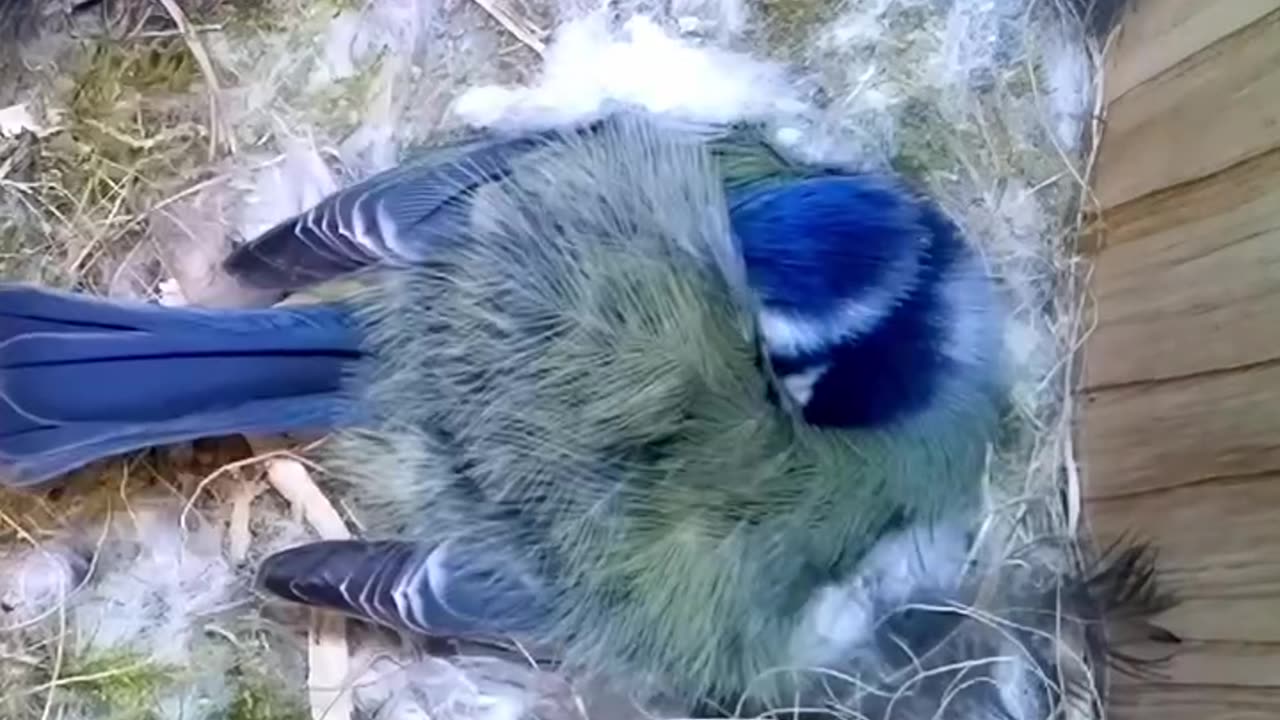 Sixty Three Days Nest Box Live