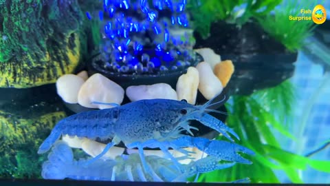 Colorful Wheel of Fortune, Surprise Egg, Lobster, Snake, Betta Fish