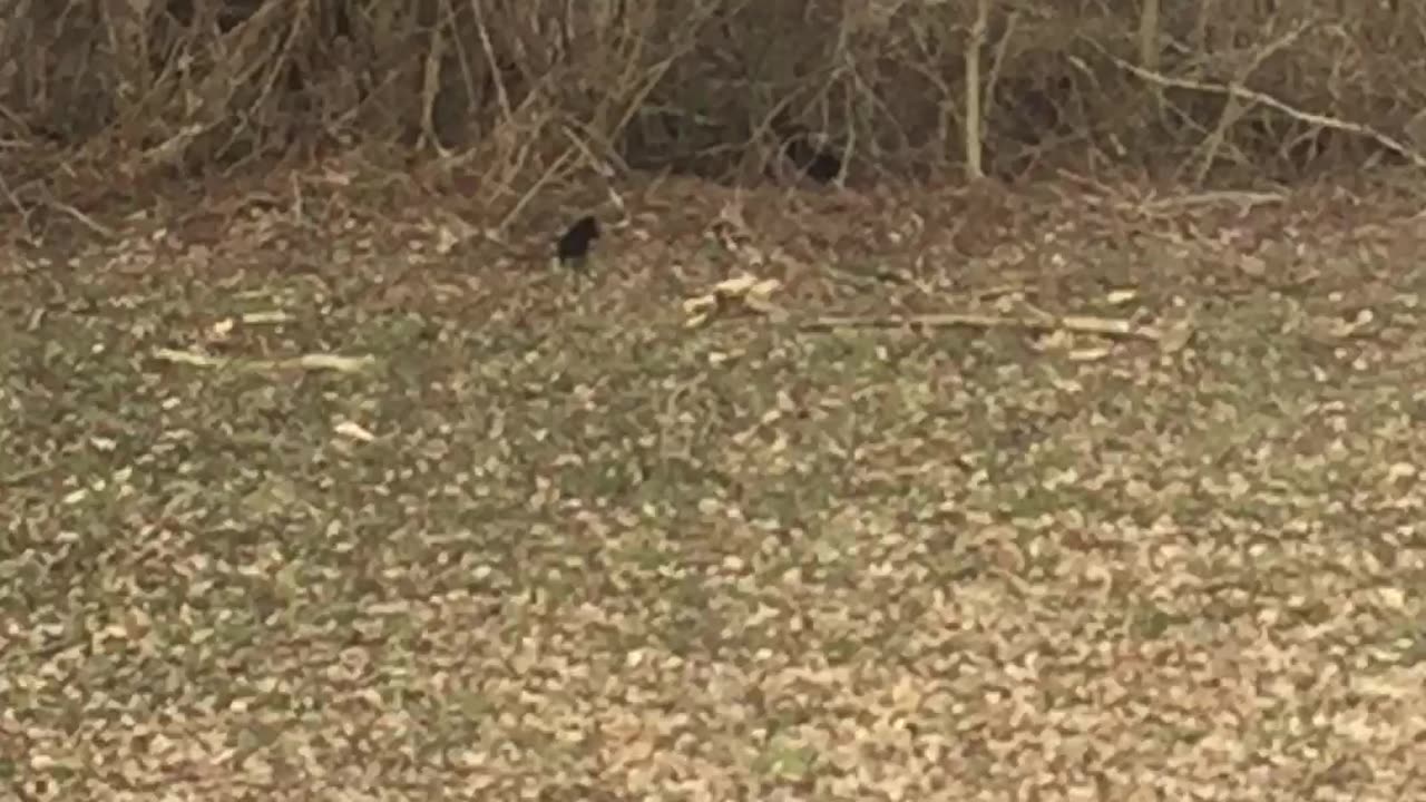 MSN THE ZONE *MSN THE ZONE DISCONNECT ROOM NOISE* SQUIRRELS