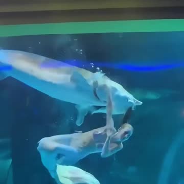 A sturgeon in an aquarium tried to swallow a woman dressed as a mermaid.