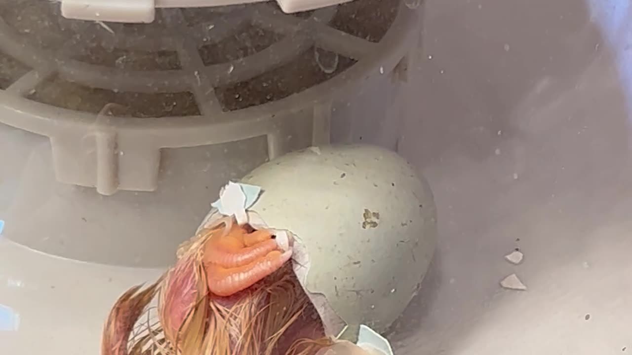 Baby Chick Emerges From Egg