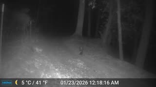 Fox and Skunk Meet for a Snack