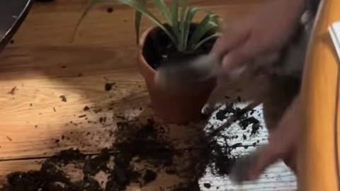 Teaching Kitten How to Clean Up Her Own Messes