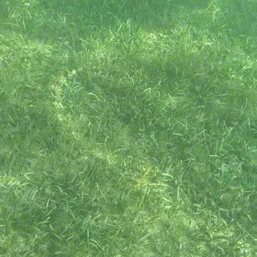 Snorkeling Through Serenity