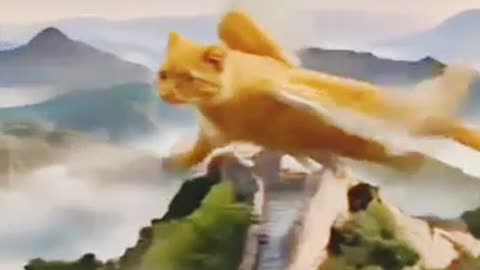 Most beautiful video for cats