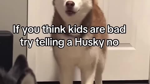 Dogs Who Forgot They’re Dogs 😂🐶 | Try Not To Laugh | These Dogs Will Make You Go Bananas 😂.