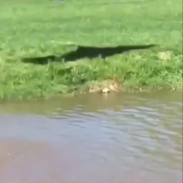 Funniest Animal Videos 😂 | Cute & Hilarious Pets Compilation!