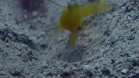 ✨🐟 The Amazing Symbiosis Between Goby Fish & Shrimp! | FeedMyCuriosity