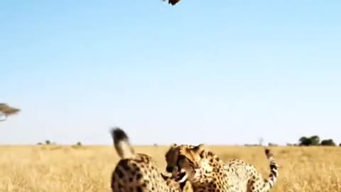 Wildlife Battle Eagle vs Cheetah