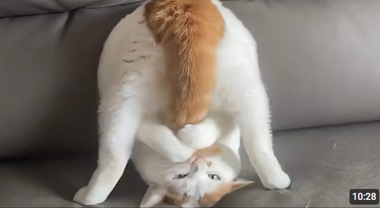 CATS: Weird and Unpredictable