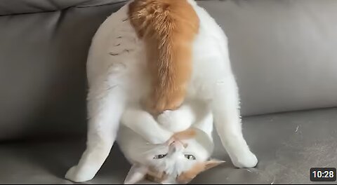 CATS: Weird and Unpredictable