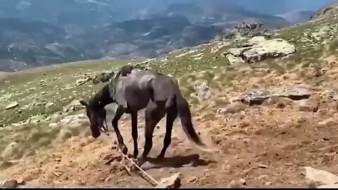 Horse_tied_up_in_the_wilderness_for_20_days_thinned_to_skin_and_bones😱