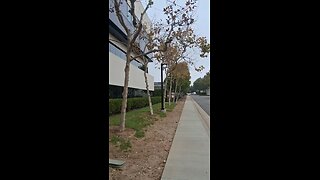 mr crow and little squirrel