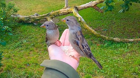 Hand Feeding House Sparrows in front of a Fallen Tree