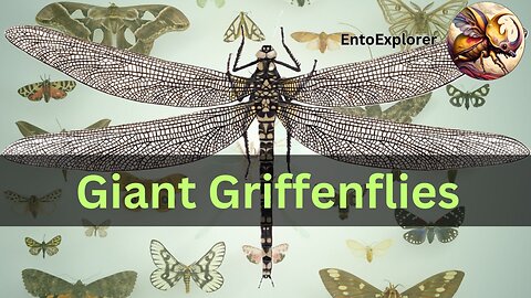 Introduction to Insect Taxonomy and Identification - Extinct Order Meganisoptera