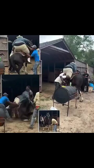 A horse collapsed to the ground after a 500-pound cowboy tried to ride it.