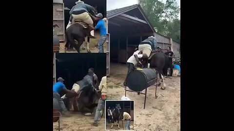 A horse collapsed to the ground after a 500-pound cowboy tried to ride it.