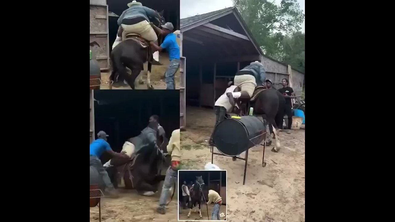 A horse collapsed to the ground after a 500-pound cowboy tried to ride it.