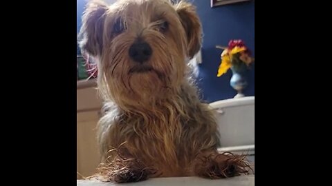 Batman & Chewy afraid of storm #funnydogs #yorkies #yorkshireterrier