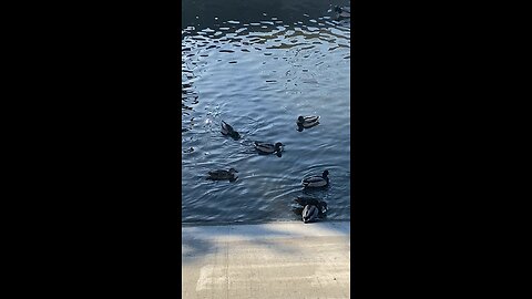 Pigeons & Mallard Ducks 🦆 #pigeons #mallardducks #shorts #viral #followme #trending