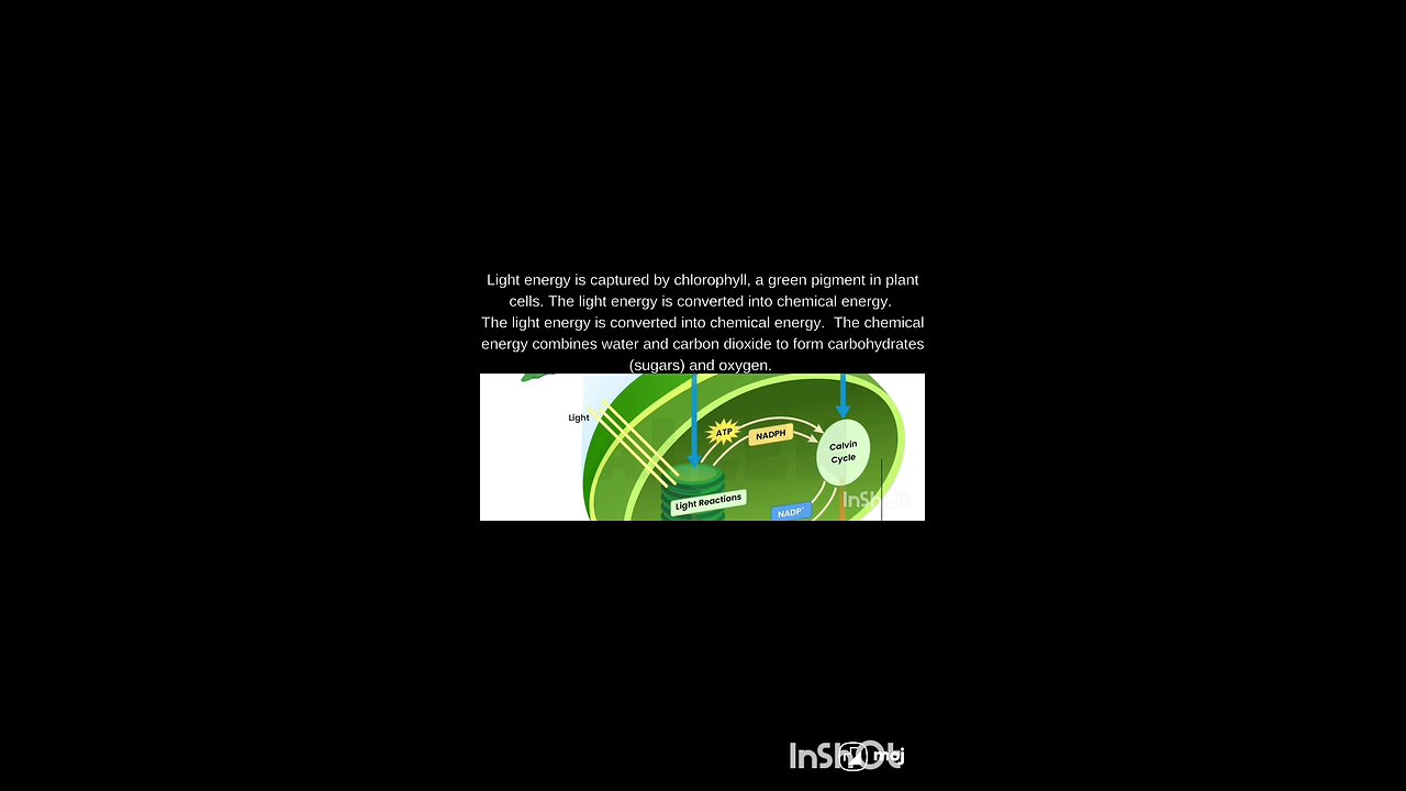 what is photosynthesis