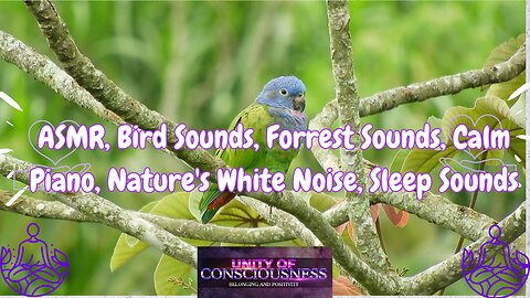 ASMR, Bird Sounds, Forrest Sounds, Calm Piano, Nature's White Noise, Sleep Sounds