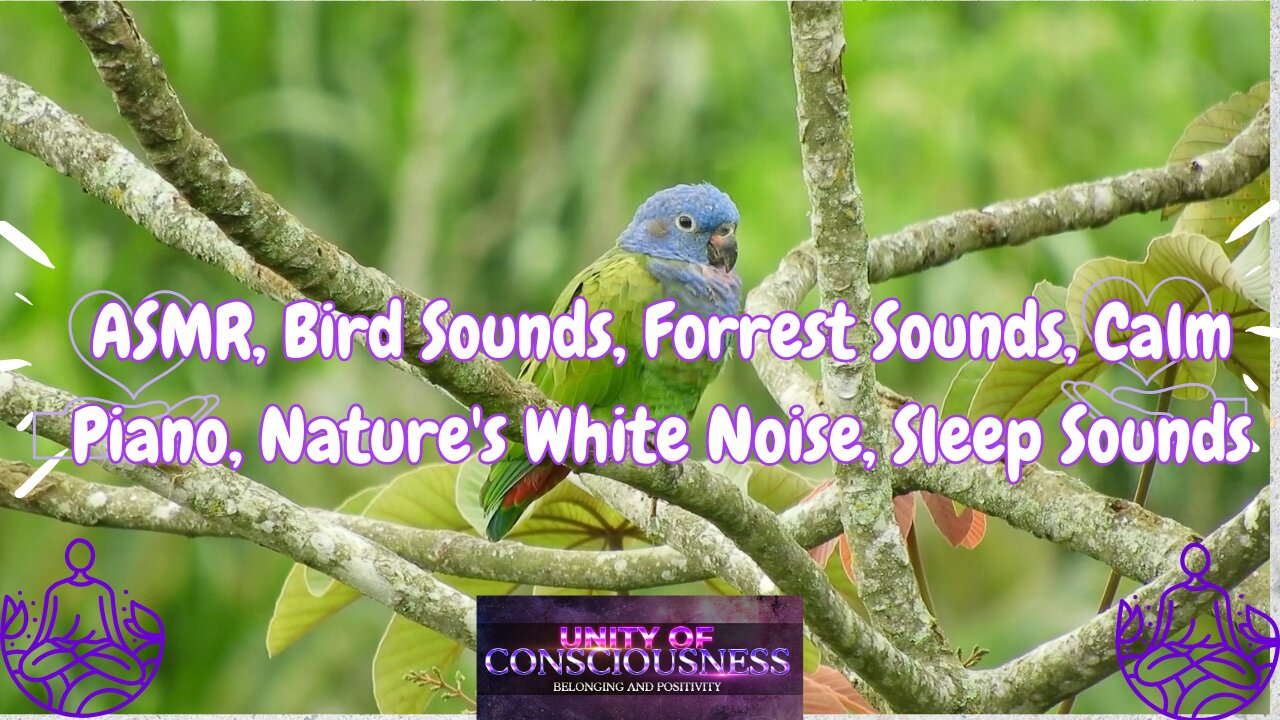 ASMR, Bird Sounds, Forrest Sounds, Calm Piano, Nature's White Noise, Sleep Sounds