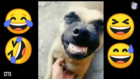 funny dog 🐶