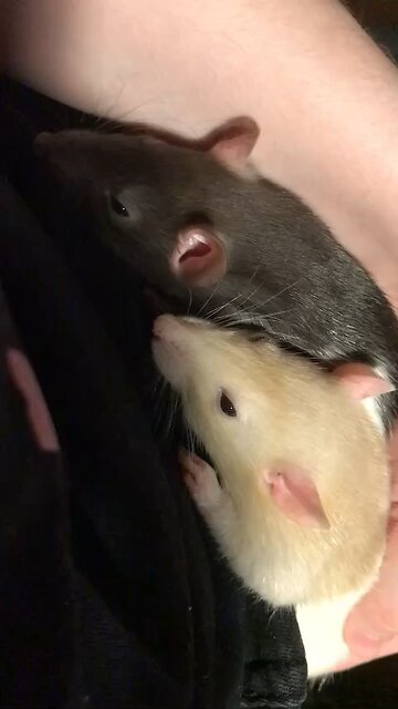 Cuddly Baby Fancy Rats Enid and Wednesday