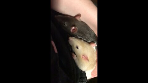 Cuddly Baby Fancy Rats Enid and Wednesday