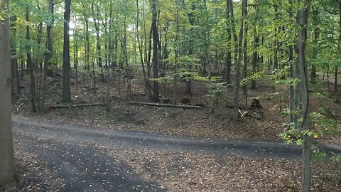 First Deer Sightings of 2025.