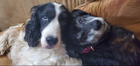 Pupper sleep stream for a min or two