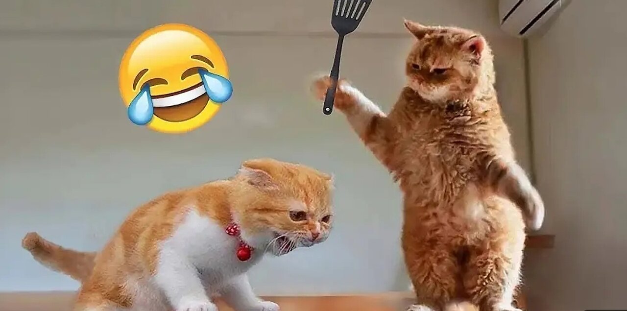 Funny animals- try not to laugh🤣🤣