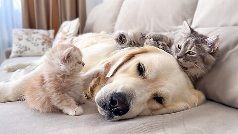 Poor Golden Retriever Can't Sleep Because of Annoying Kittens!