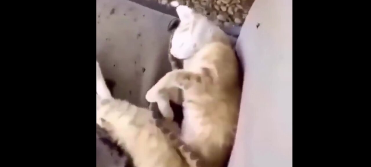 Vi vill alla bara krypa upp intill en warm mysig cat och sova…