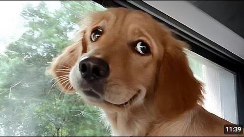 I Wanted a Dog, But God Gave Me a Comedian! 😂 Funny Dog Video Ever!