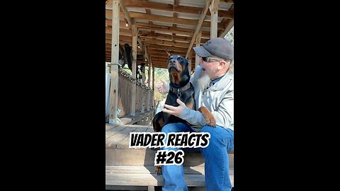 Vader Reacts #26: The Stick Joke Got Absolutely Nothing 🌿🤣🐾